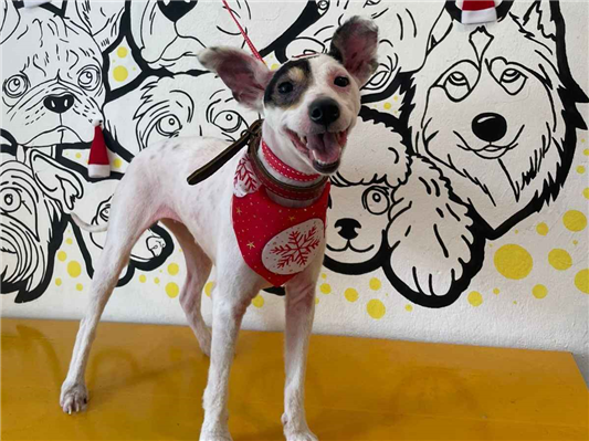 Cachorro cão para adoção Fêmea Médio  5 anos 