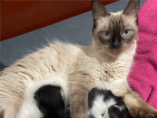 Gato para adoção Fêmea Médio 3 anos