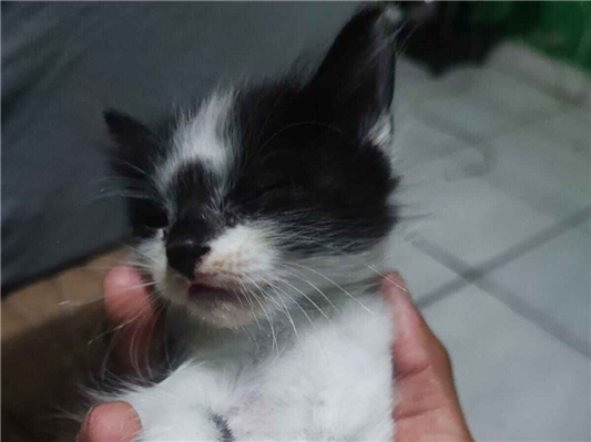 Gato para adoção Macho Pequeno 2 a 6 meses