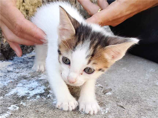 Gato para adoção Macho Pequeno 2 a 6 meses