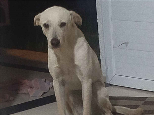 Cachorro cão para adoção Fêmea Médio  7 a 11 meses 