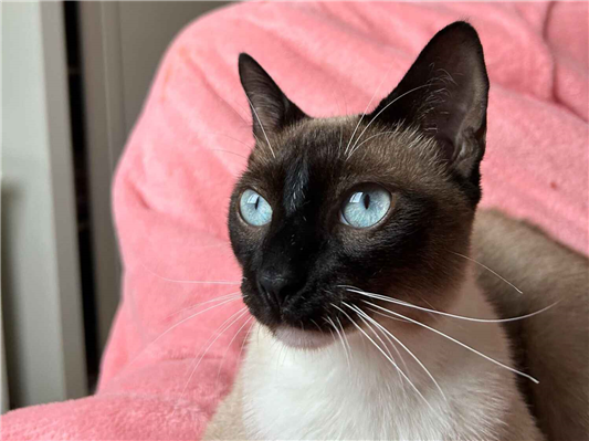 Gato para adoção Macho Médio 1 ano