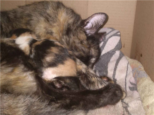 Gato para adoção Ambos Pequeno Abaixo de 2 meses