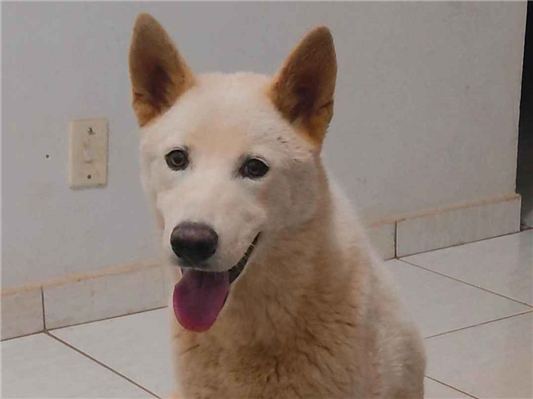 Cao Procura-Perdido Macho Médio 1 ano 