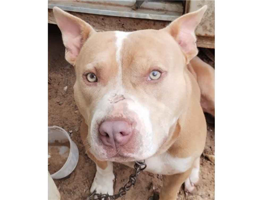 Cachorro cão para adoção Macho Médio  2 anos 