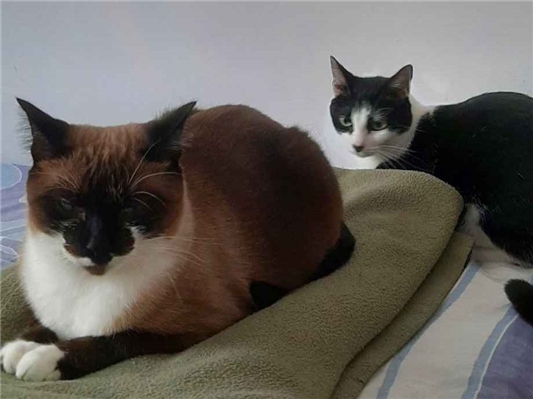 Gato para adoção Fêmea Médio 3 anos