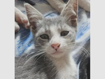 Gato SRD-ViraLata Pequeno 2-a-6-meses