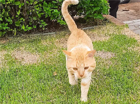 Gato para adoção Macho Médio 3 anos