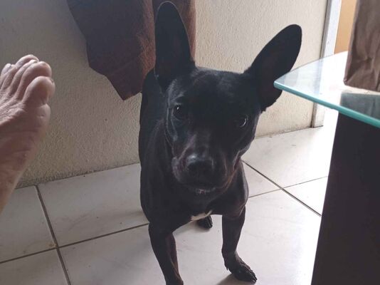 Cachorro cão para adoção Fêmea Pequeno 1 ano 