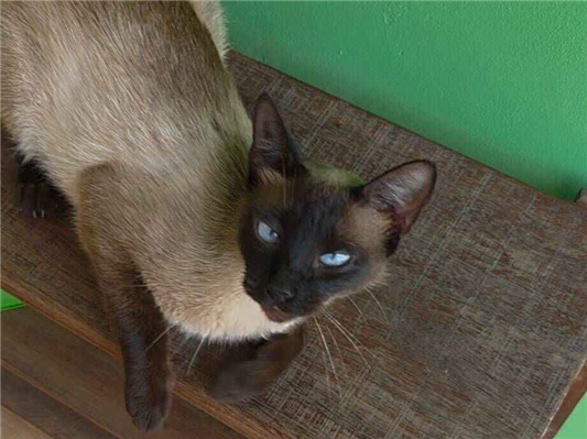 Gato - Fêmea Médio7 a 11 meses