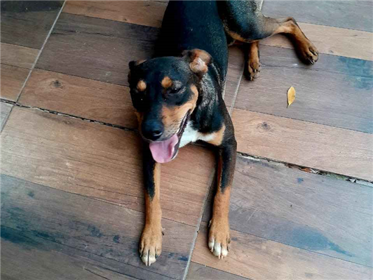 Cachorro cão para adoção Macho Pequeno 1 ano 