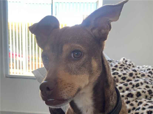 Cachorro cão para adoção Macho Pequeno 2 anos 