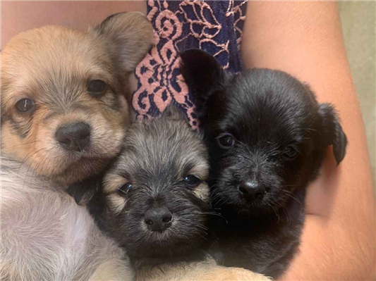 Cachorro cão para adoção Ambos Pequeno 2 a 6 meses 