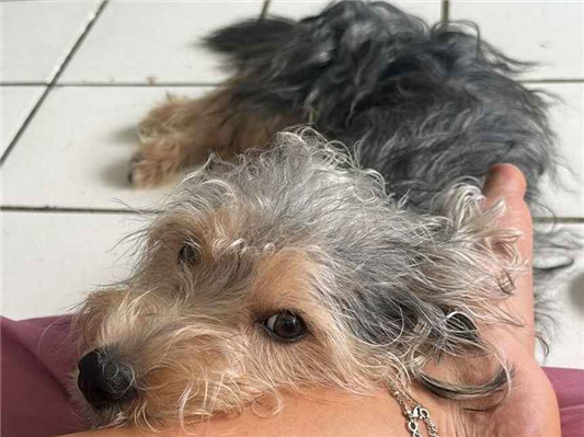 Cachorro cão para adoção Macho Médio  1 ano 