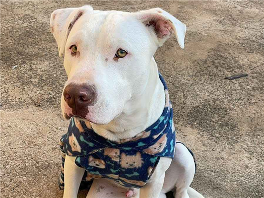 Cachorro cão para adoção Macho Médio  2 anos 
