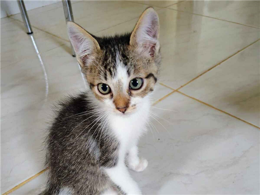 Gato para adoção Ambos Pequeno 2 a 6 meses