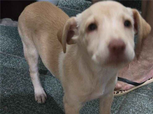 Cachorro cão para adoção Fêmea Médio  2 a 6 meses 