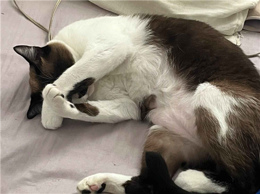 Gato para adoção Fêmea Pequeno 5 anos