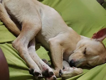 Cao SRD-ViraLata Pequeno 1-ano