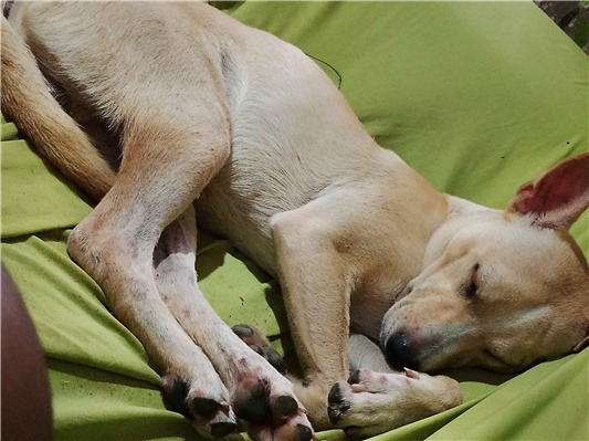 Cachorro cão para adoção Macho Pequeno 1 ano 