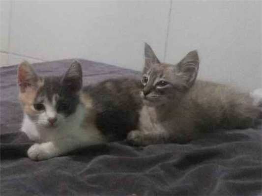 Gato para adoção Ambos Pequeno 2 a 6 meses
