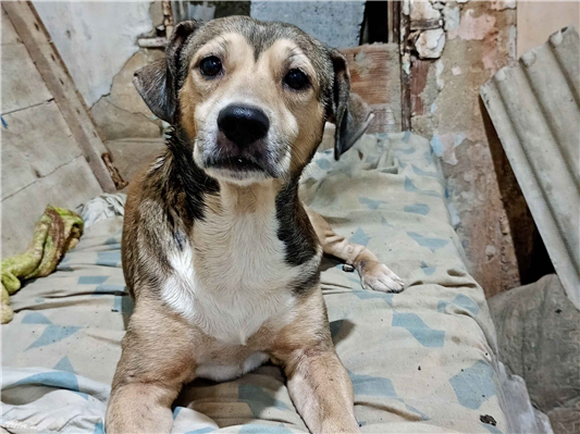 Cachorro cão para adoção Ambos Médio  6 anos Acima 