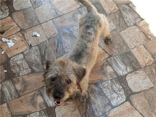 Cachorro cão para adoção Macho Pequeno 3 anos 