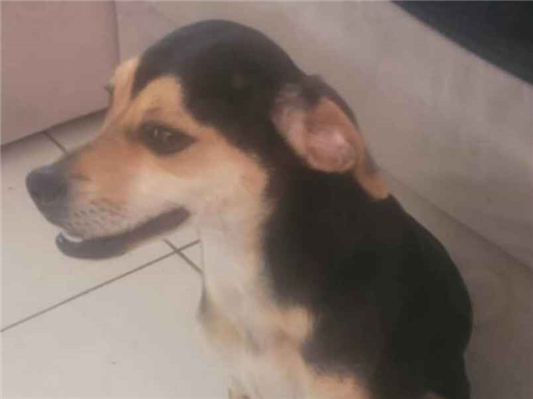 Cachorro cão para adoção Fêmea Médio  7 a 11 meses 