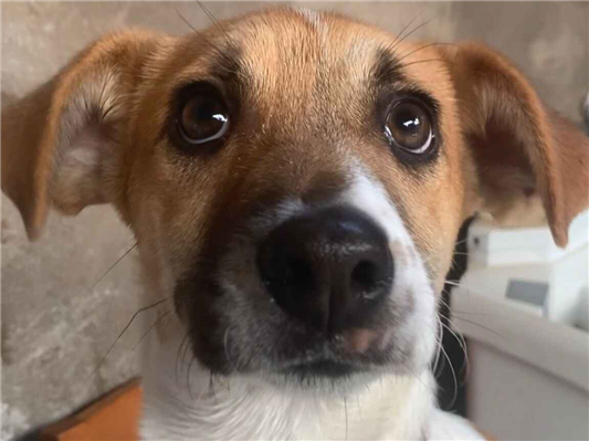 Cachorro cão para adoção Fêmea Médio  1 ano 