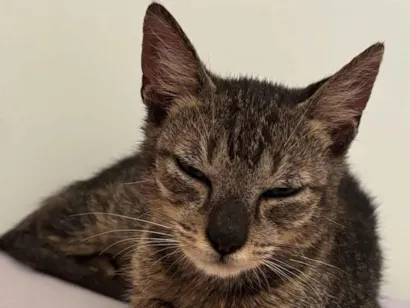 Gato SRD-ViraLata Pequeno 2-a-6-meses