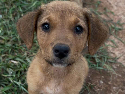 Cachorro cão para adoção Fêmea Médio  Abaixo de 2 meses 