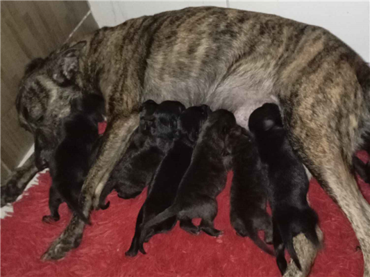 Cachorro cão para adoção Ambos Pequeno Abaixo de 2 meses 