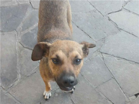 Cachorro cão para adoção Fêmea Médio  1 ano 