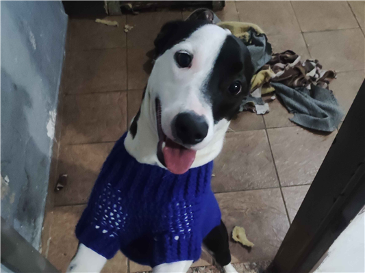 Cachorro cão para adoção Macho Médio  2 anos 