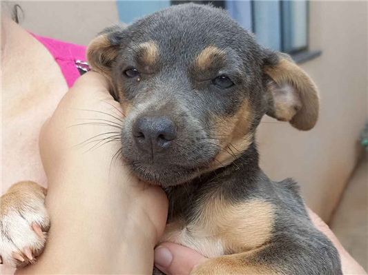 Cachorro cão para adoção Fêmea Pequeno 2 a 6 meses 