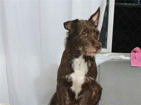 Cachorro cão para adoção Fêmea Médio  5 anos 