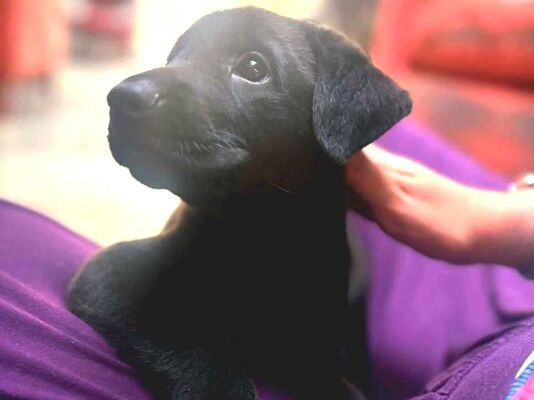 Cachorro cão para adoção Ambos Médio  Abaixo de 2 meses 