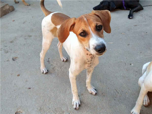 Cachorro cão para adoção Fêmea Médio  2 a 6 meses 