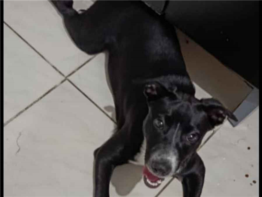 Cachorro cão para adoção Macho Médio  7 a 11 meses 