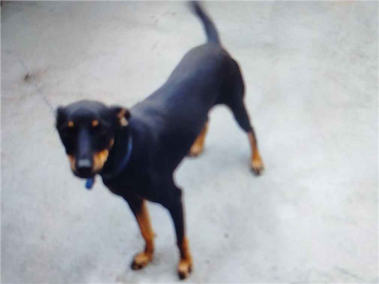 Cachorro cão para adoção Fêmea Pequeno 1 ano 