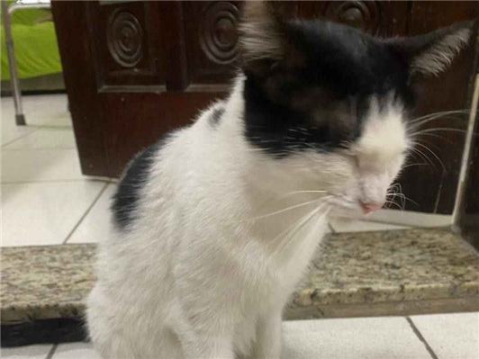 Gato - Ambos PequenoAbaixo de 2 meses