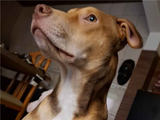 Cachorro cão para adoção Macho Médio  7 a 11 meses 