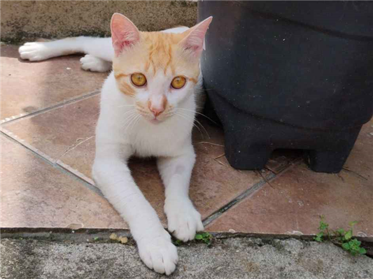 Gato para adoção Macho Pequeno 1 ano