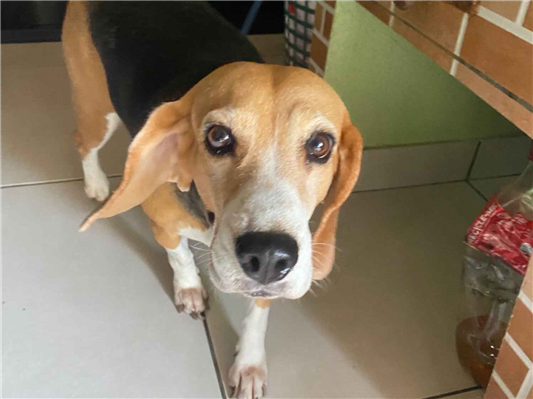 Cachorro cão para adoção Fêmea Médio  6 anos Acima 