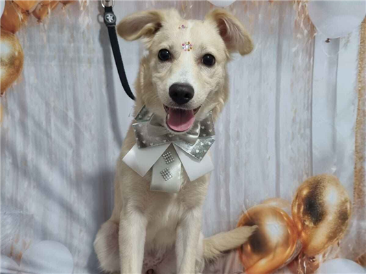 Cachorro cão para adoção Fêmea Médio  2 a 6 meses 
