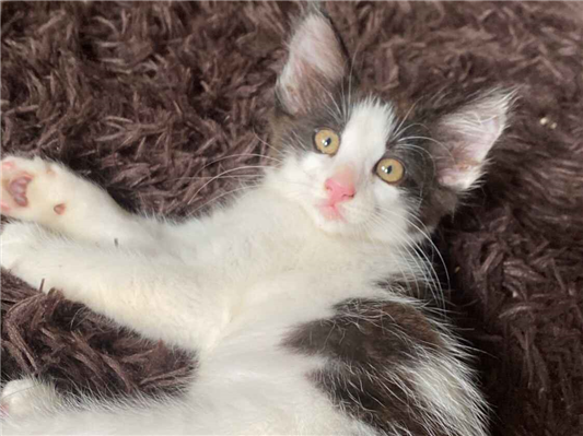 Gato para adoção Fêmea Pequeno 2 a 6 meses