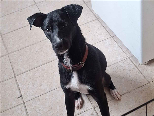 Cachorro cão para adoção Macho Médio  7 a 11 meses 
