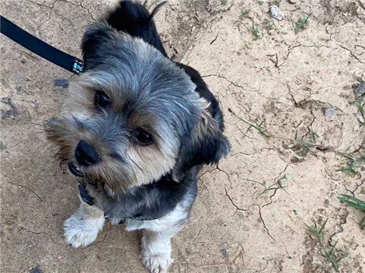 Cachorro cão para adoção Macho Médio  1 ano 