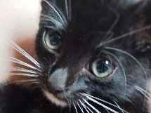 Gato para adoção Fêmea Pequeno 2 a 6 meses