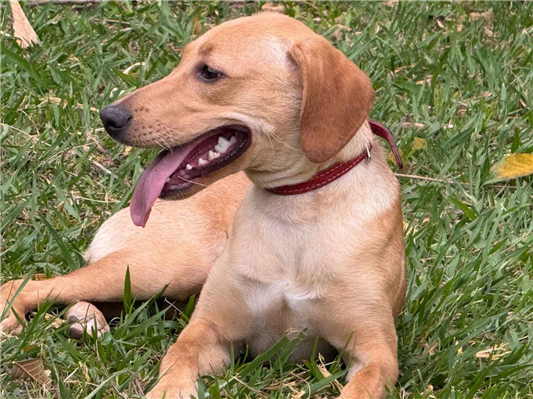 Cachorro cão para adoção Fêmea Pequeno 2 a 6 meses 
